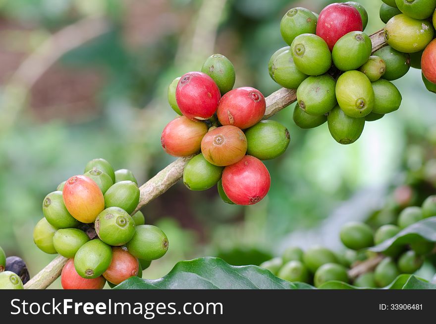 Coffee beans growing on trees