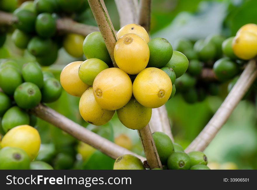 Coffee beans growing on trees