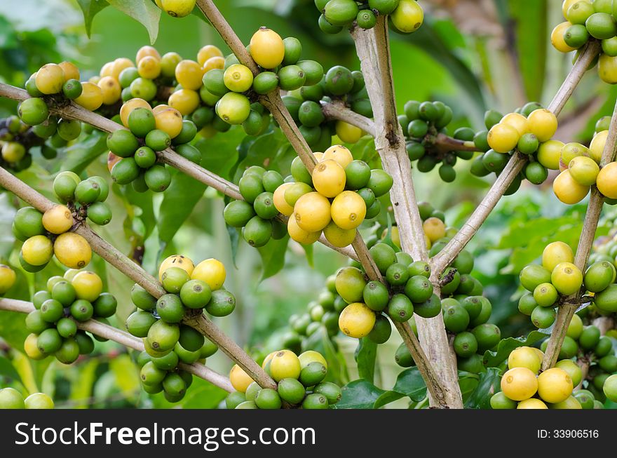 Coffee beans growing on trees