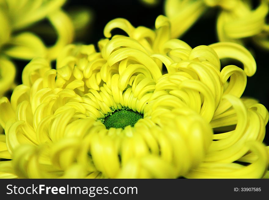 The annual autumn is the season of blooming chrysanthemums, Chinese people are very high like chrysanthemum.