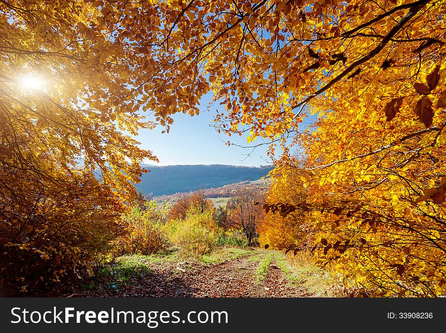 Beautiful colorful autumn leaves in the forest. Carpathian, Ukraine, Europe. Beauty world.