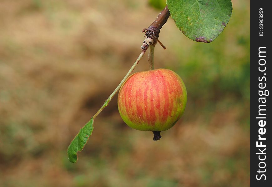 Apple Growing On Tree