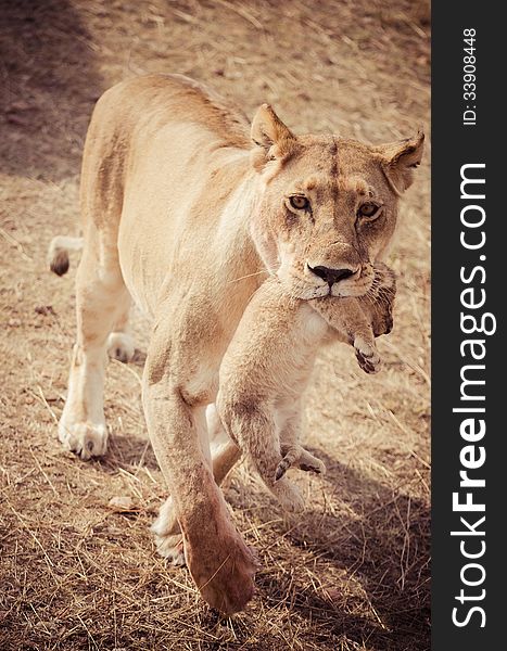 Wild lioness with her cub in the mouth, bringing him in a new hiding place. Wild lioness with her cub in the mouth, bringing him in a new hiding place