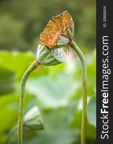 Wilted lotus seed pod in pond