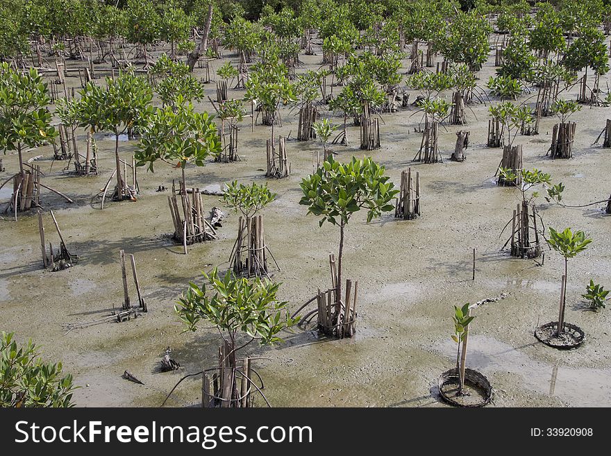 Mangrove young plants in conservation area