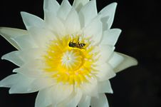 White Lotus Or Water Lily With Yellow Pollen And Bug Royalty Free Stock Photography White Lotus Or Water Lily With Yellow Pollen And Bug Royalty Free Stock Photography