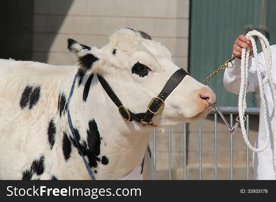 A Black and White Bull Being Led by the Nose. A Black and White Bull Being Led by the Nose.