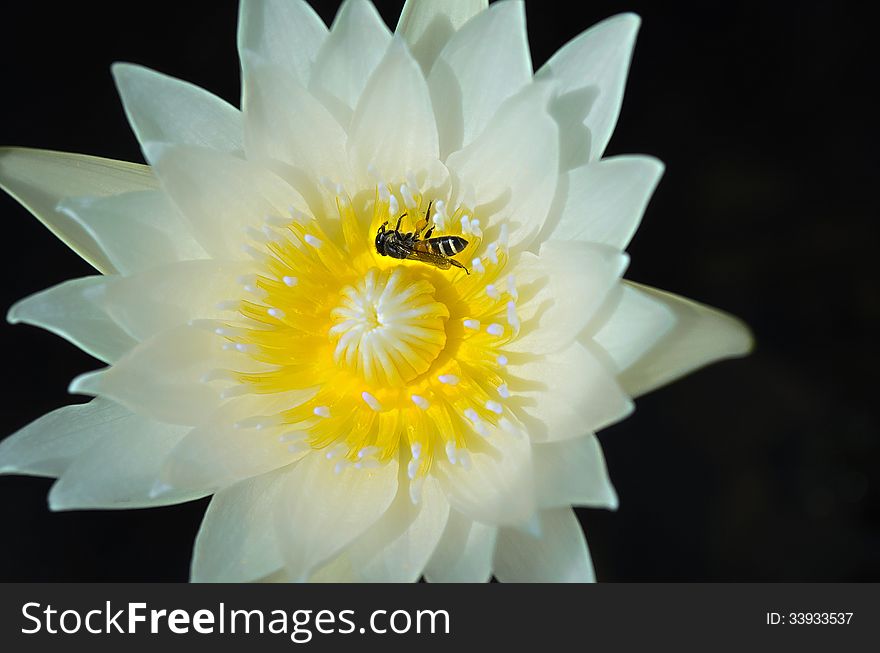 White Lotus Or Water Lily With Yellow Pollen And Bug