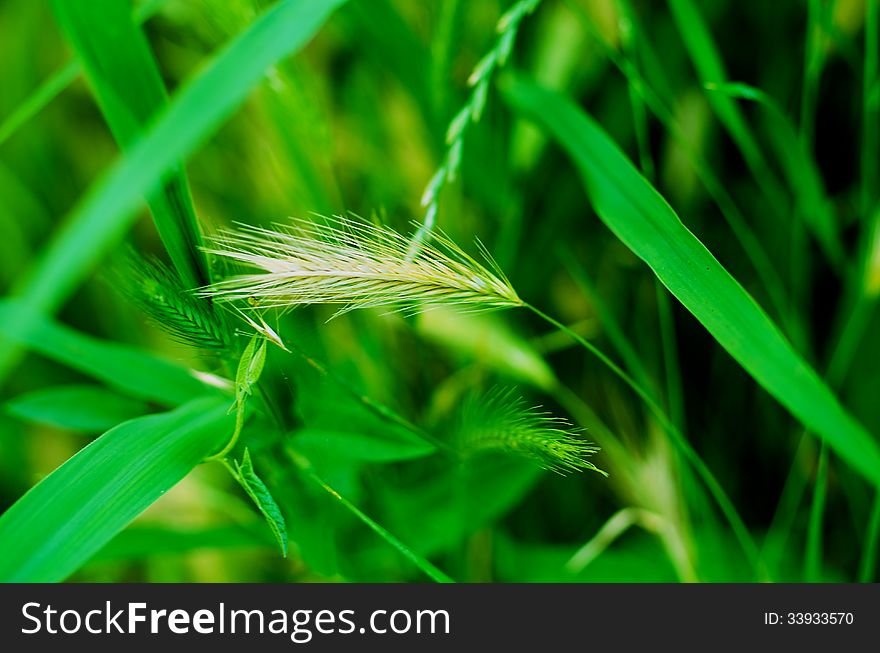 Background of Green Grass and Ripe Alone Wheat Stalk closeup. Background of Green Grass and Ripe Alone Wheat Stalk closeup