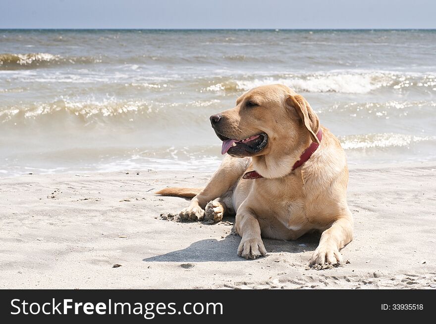 Yellow labrador laying at the beach at the sea