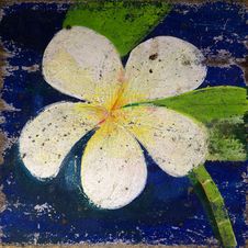 Old Paint Of Plumeria Flower Stock Photos Old Paint Of Plumeria Flower Stock Photos