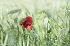 Red Poppy &x28;Papaver Rhoeas&x29; Royalty Free Stock Images