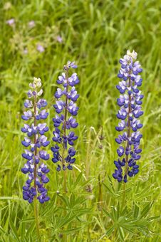 Three Violet Flowers Lupine Stock Images