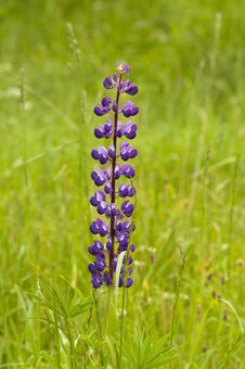 One Violet Flower Lupine Stock Images