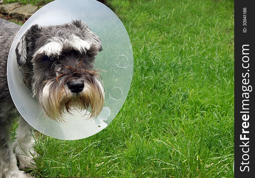 A Miniature Schnauzer with a protective collar on after a surgical procedure. A Miniature Schnauzer with a protective collar on after a surgical procedure.