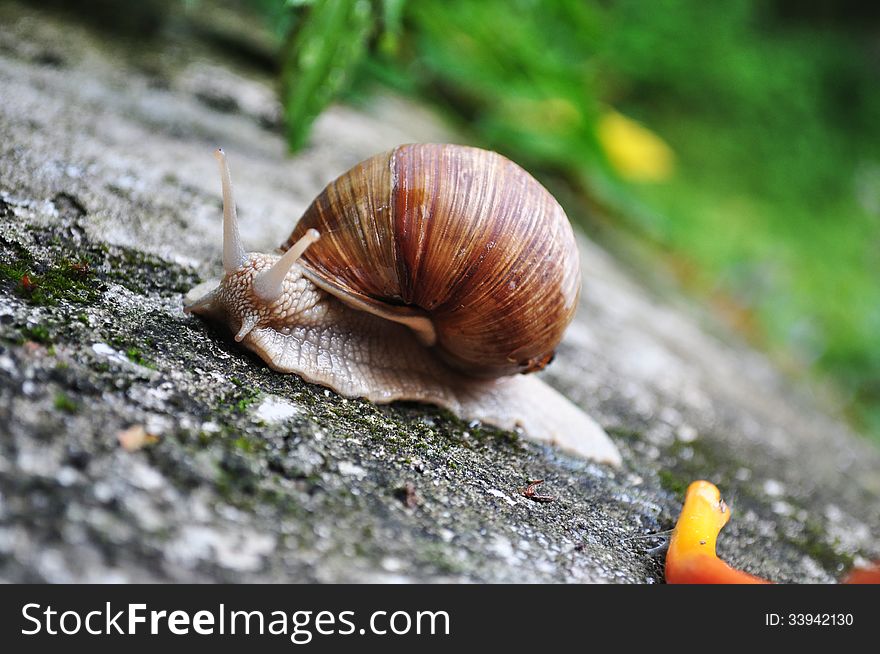 Close up of a big snail
