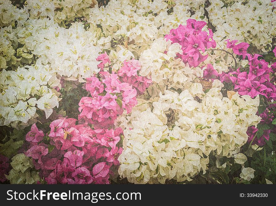 Bougainvillea Or Paper Flower Vintage Background