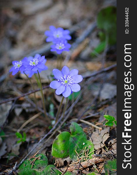 Spring flowers - liverworts, is listed in the Red Data Book of the Moscow region. Amazing blooms in early spring