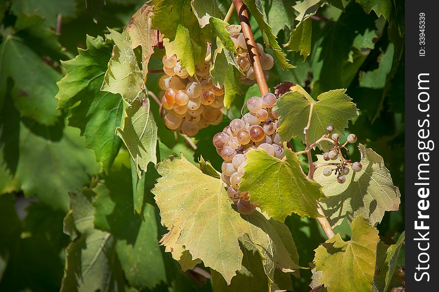 White grapes on the vineyard. Riesling - a wine grape variety to produce the classic white wines and champagne.