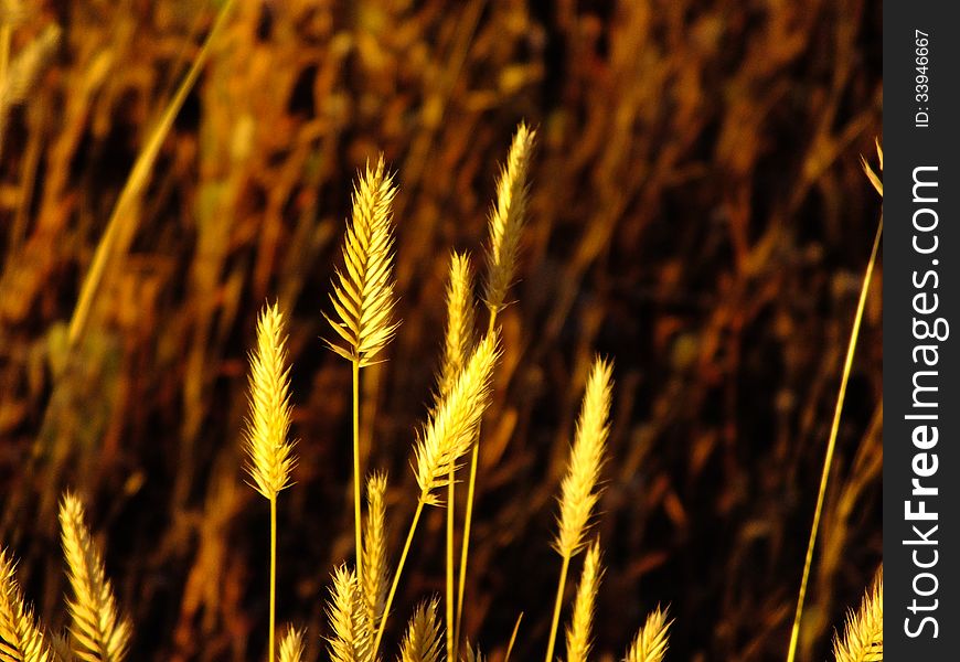 Some ears in the field brightly lit by the evening sun. Some ears in the field brightly lit by the evening sun