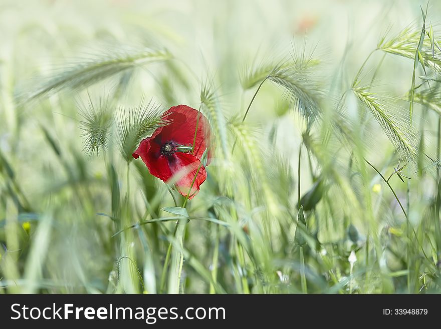 Close-up of red poppy flower against green blurry background. Spring or summer background. Close-up of red poppy flower against green blurry background. Spring or summer background