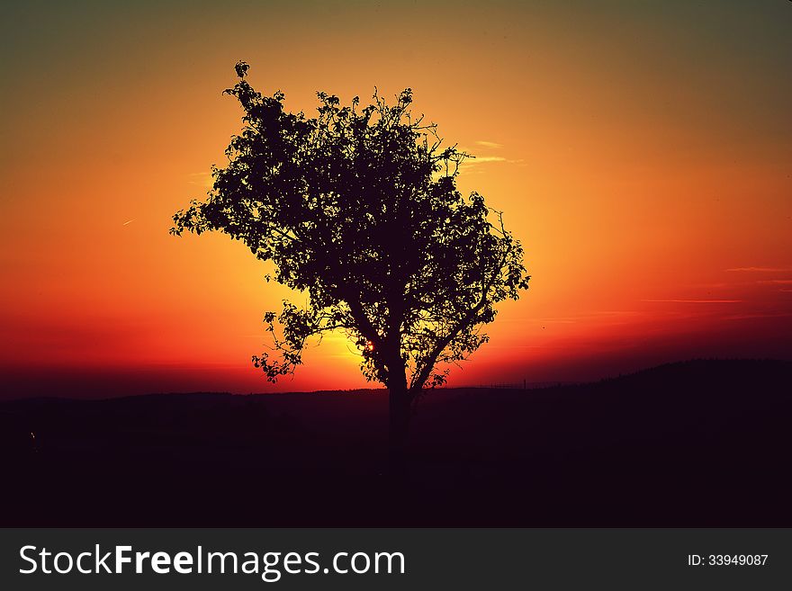 Tree Sunset