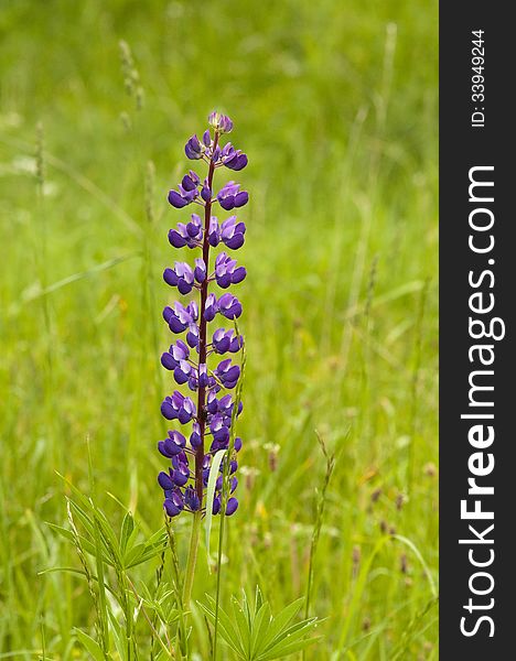 One purple lupine flower on green blurred background. One purple lupine flower on green blurred background