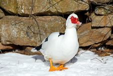 Muscovy Duck Royalty Free Stock Images