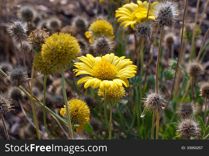 Wild yellow flowers and grass