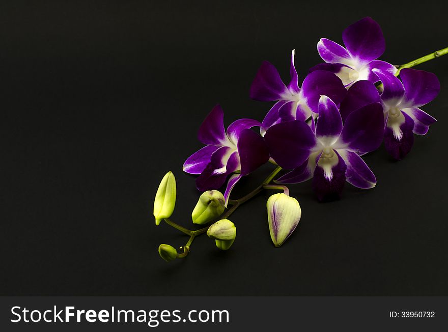 Beautiful purple orchid flower isolated on black background. Beautiful purple orchid flower isolated on black background
