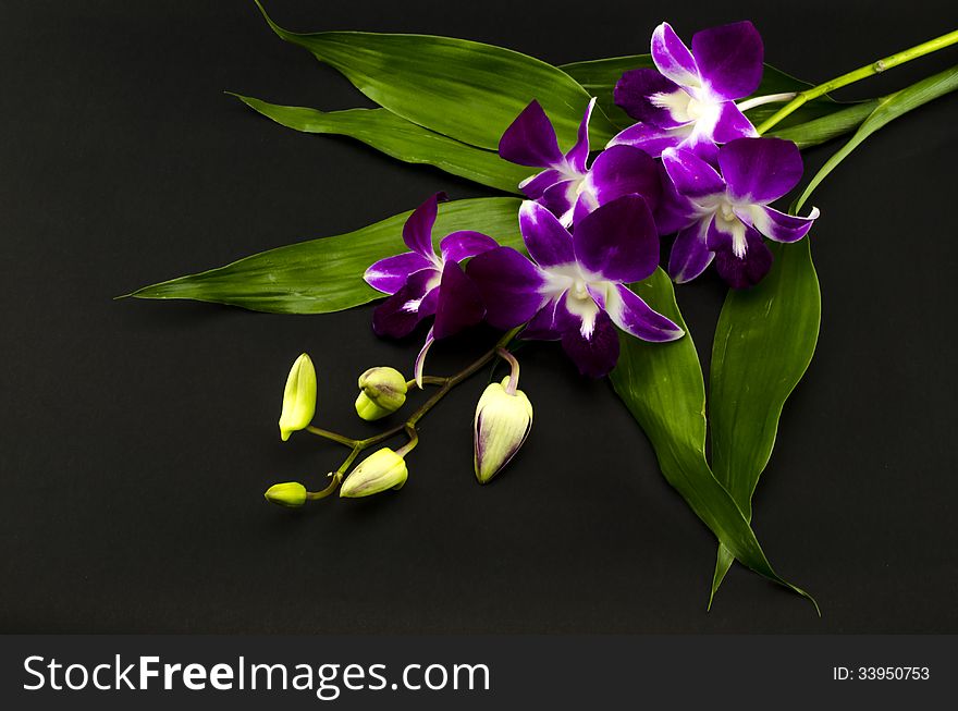 Beautiful Orchid