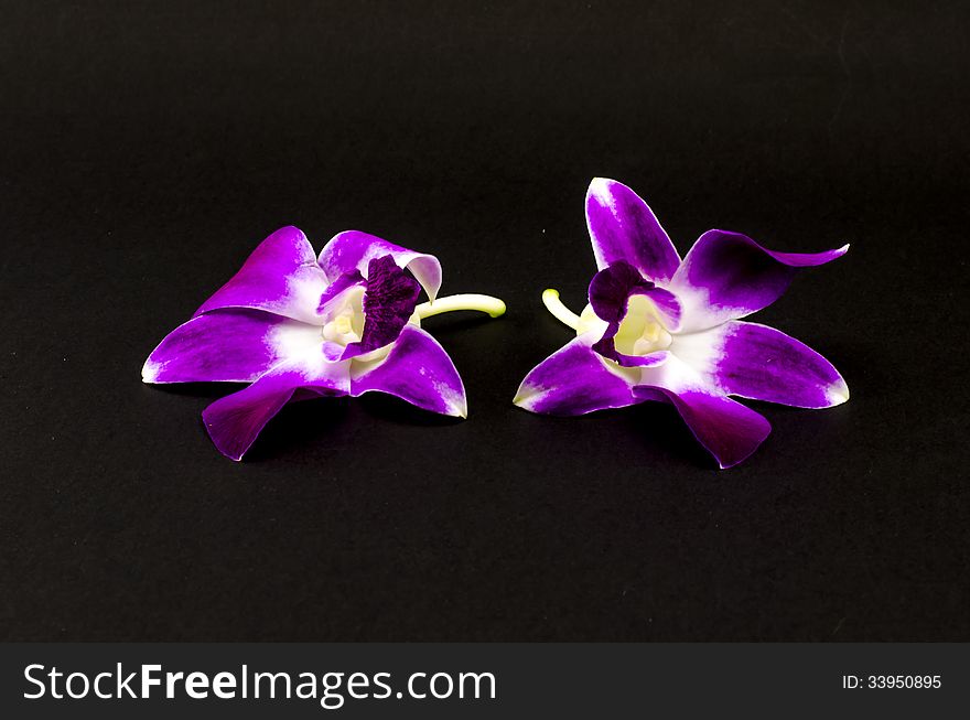 Beautiful purple orchid flower isolated on black background. Beautiful purple orchid flower isolated on black background