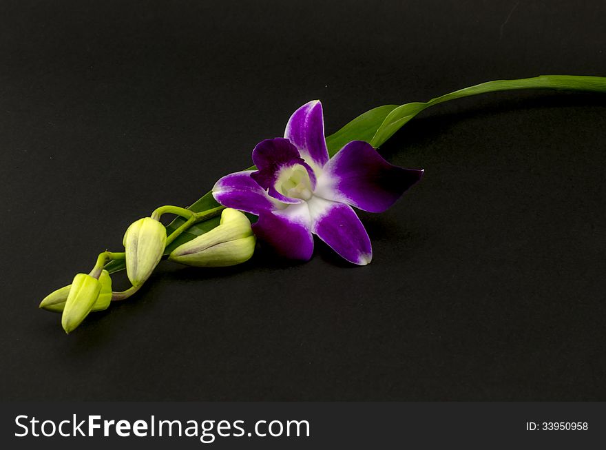 Beautiful purple orchid flower isolated on black background. Beautiful purple orchid flower isolated on black background