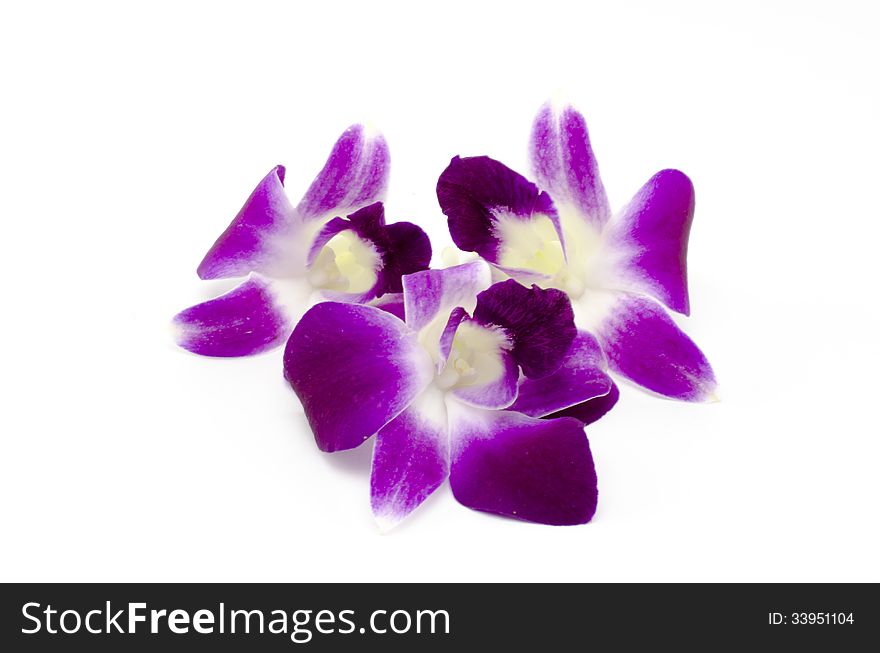 Beautiful purple orchid flower isolated on white background. Beautiful purple orchid flower isolated on white background