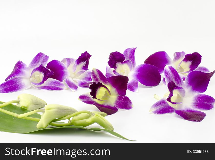 Beautiful purple orchid flower isolated on white background. Beautiful purple orchid flower isolated on white background