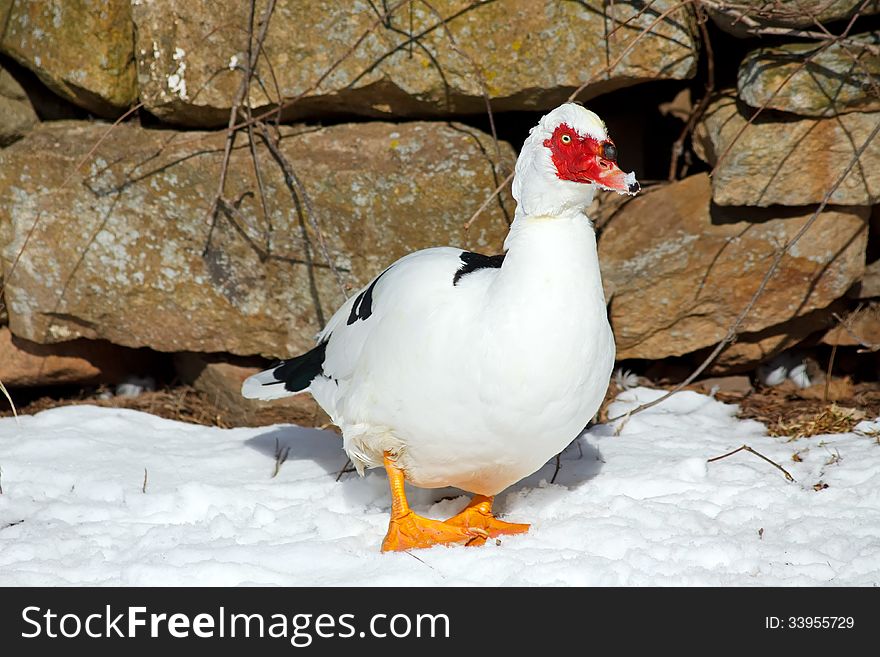 A domestic male Muscovy Duck walking on snow covered ground.