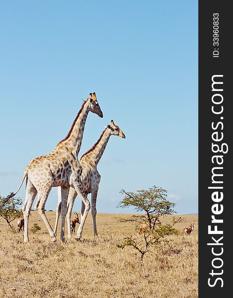 A pair of young Giraffe on hill with Blesbuck on a bright sunny day in South African veld. A pair of young Giraffe on hill with Blesbuck on a bright sunny day in South African veld.