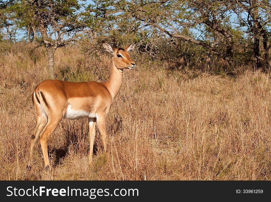 Impala ewe in early morning bright sunshine in South African bush.
