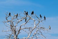 Cormorants Sitting On Bare Tree Stock Image Cormorants Sitting On Bare Tree Stock Image