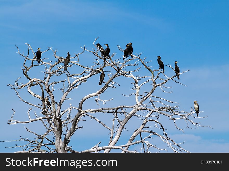 Many cormaorants sitting on bare branches of a withered tree. Many cormaorants sitting on bare branches of a withered tree