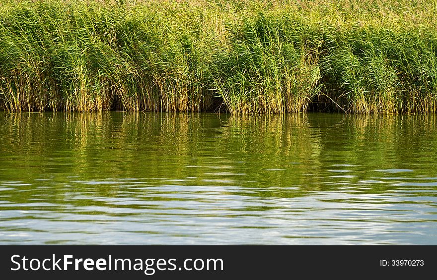 Green reed is reflecting in a calm lake on a summer day. Green reed is reflecting in a calm lake on a summer day