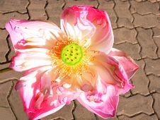 Fully Bloom Sacred Lotus Royalty Free Stock Images