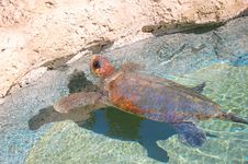 Sea Turtle Stock Image Sea Turtle Stock Image