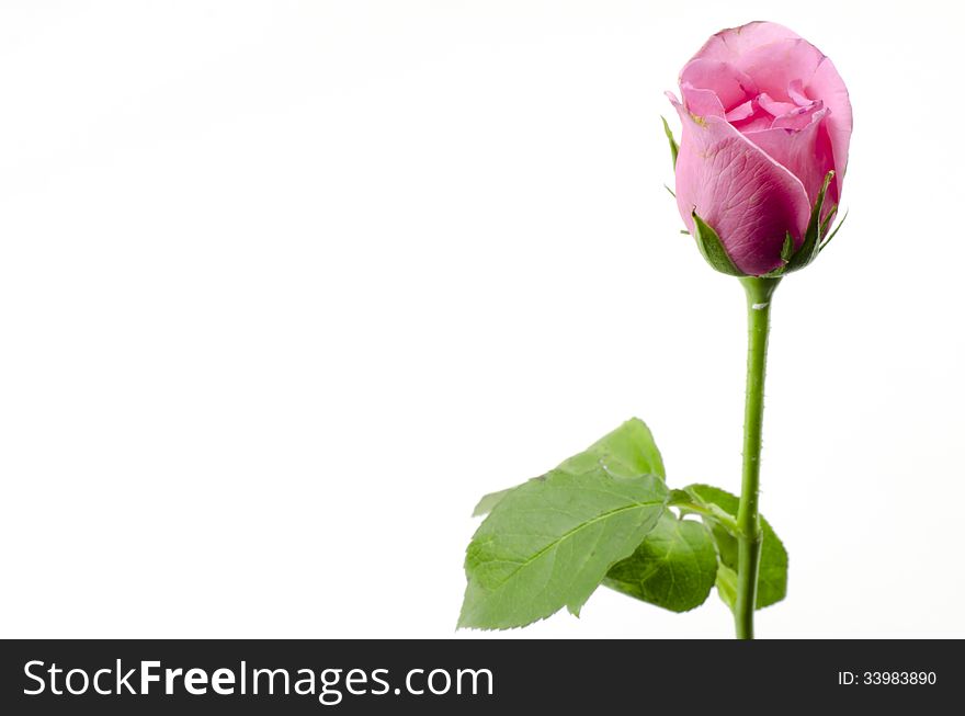 Beautiful rose flower isolated on white background