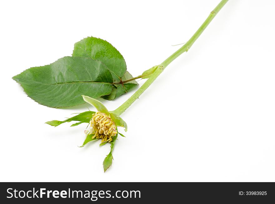 Rose Flower Isolated On White