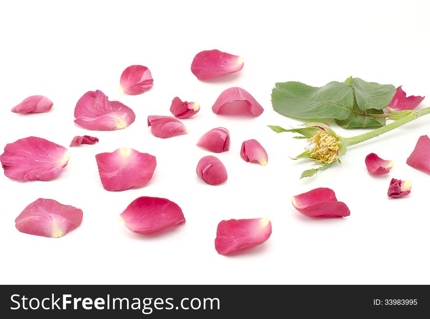 Rose Flower Isolated On White