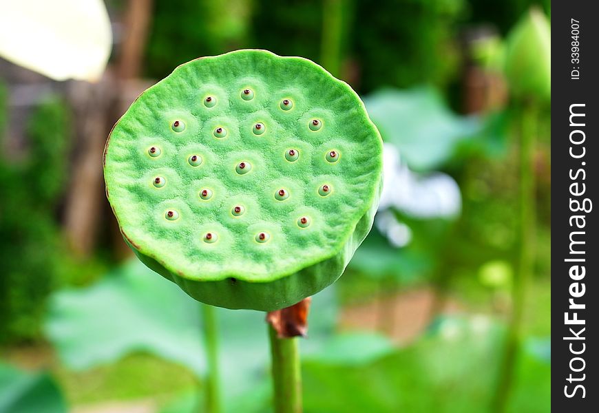 A lotus seed pod is on a green stem. A lotus seed pod is on a green stem.