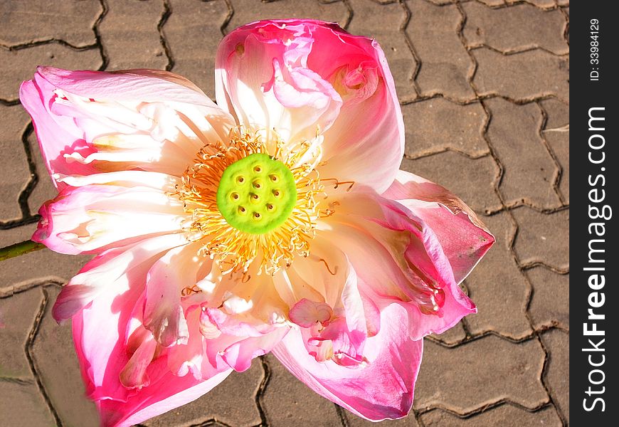 A full blooming pink lotus flower with green lotus shower on tile pattern. A full blooming pink lotus flower with green lotus shower on tile pattern.