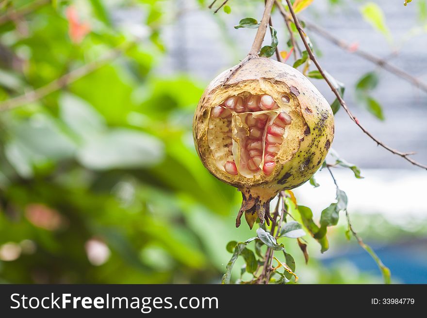 Pomegranate fruits be nibbled bu unknown animal. Pomegranate fruits be nibbled bu unknown animal