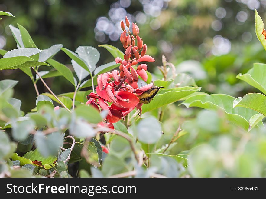 Small bird find nectar from red jade vine flower. Small bird find nectar from red jade vine flower
